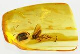 Detailed Fossil Marsh Beetle and Fungus Gnat in Baltic Amber #352694-1